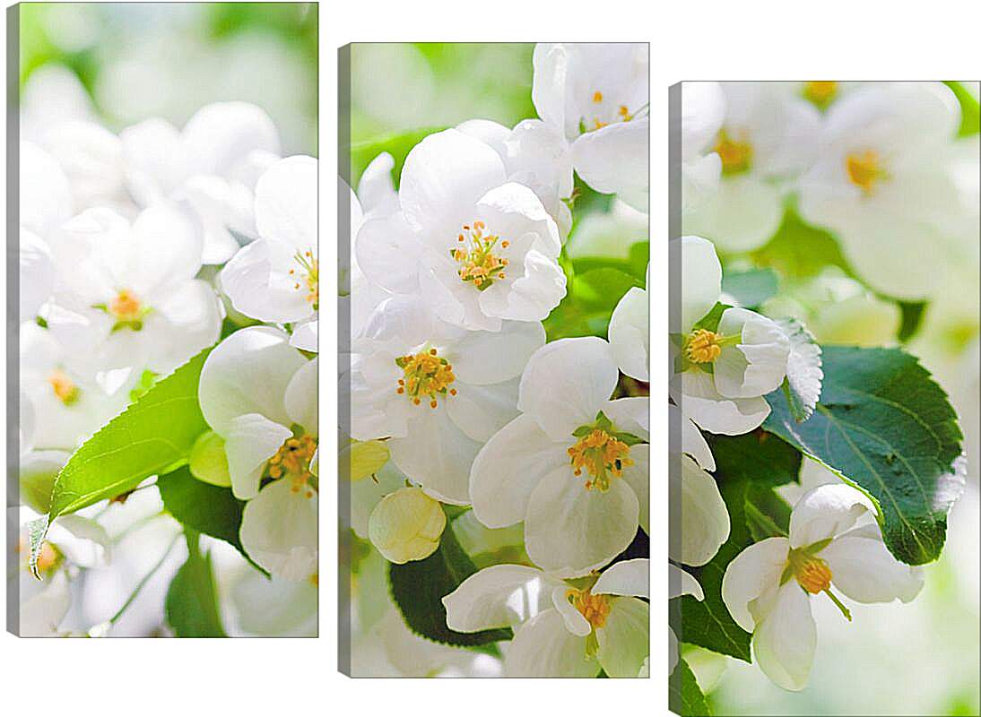Модульная картина - Цветы вишни
