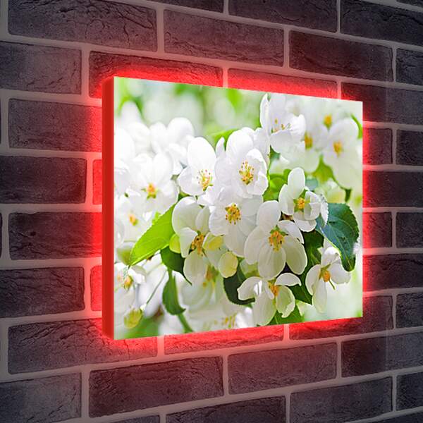 Лайтбокс световая панель - Цветы вишни