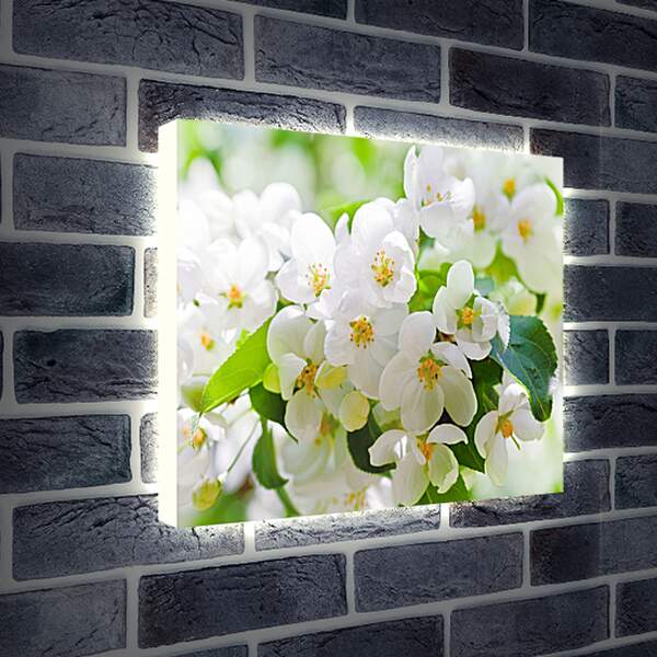 Лайтбокс световая панель - Цветы вишни