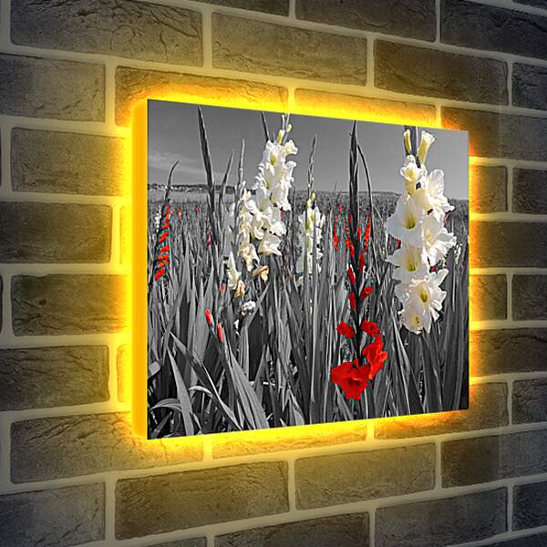 Лайтбокс световая панель - Цветы
