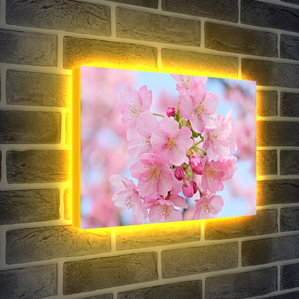 Лайтбокс световая панель - Вишня в цвету