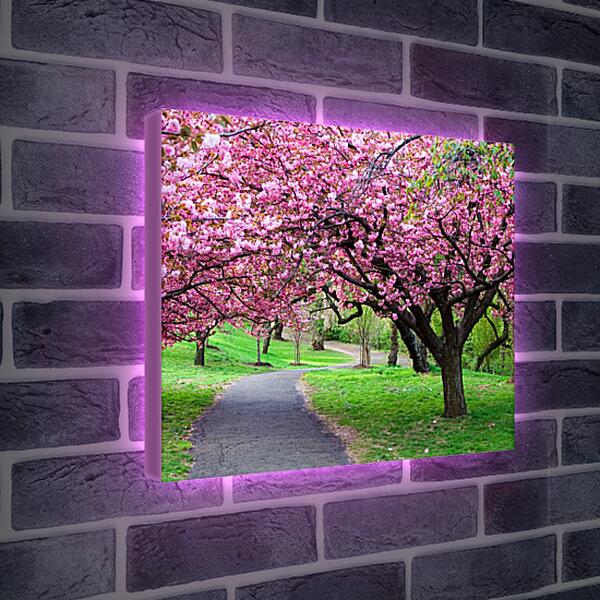 Лайтбокс световая панель - Розовые деревья в парке