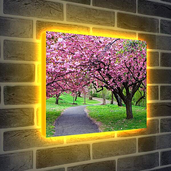 Лайтбокс световая панель - Розовые деревья в парке