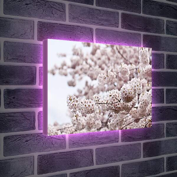 Лайтбокс световая панель - Яблоня в цвету