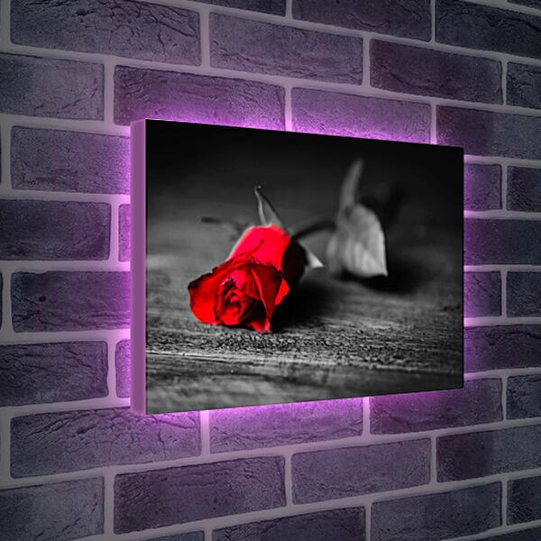 Лайтбокс световая панель - Красная роза