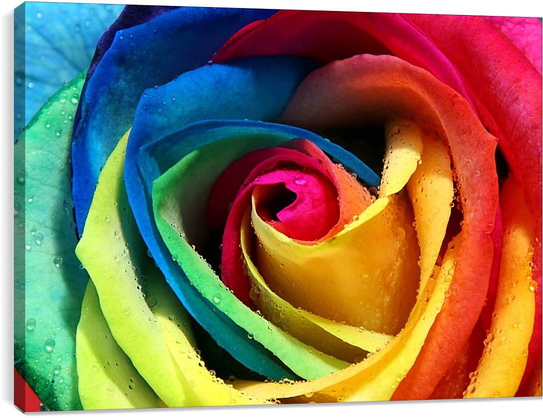 Постер и плакат - Разноцветная роза