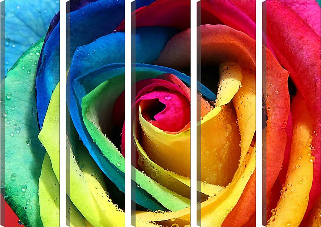 Модульная картина - Разноцветная роза