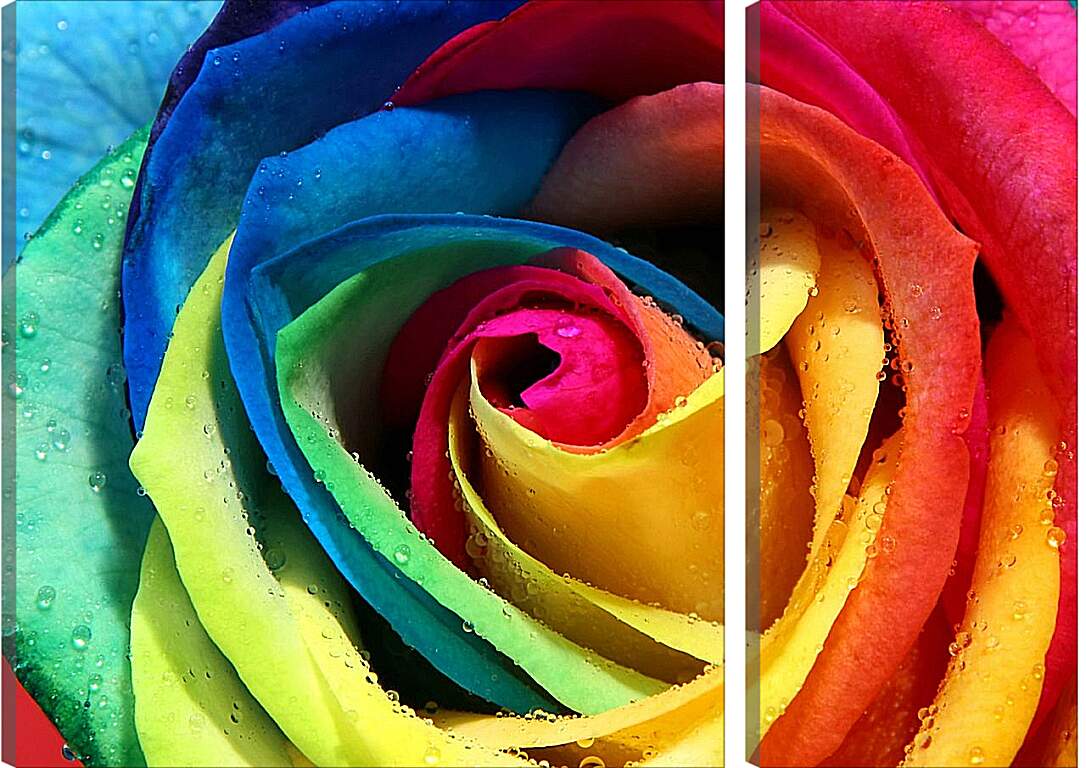 Модульная картина - Разноцветная роза