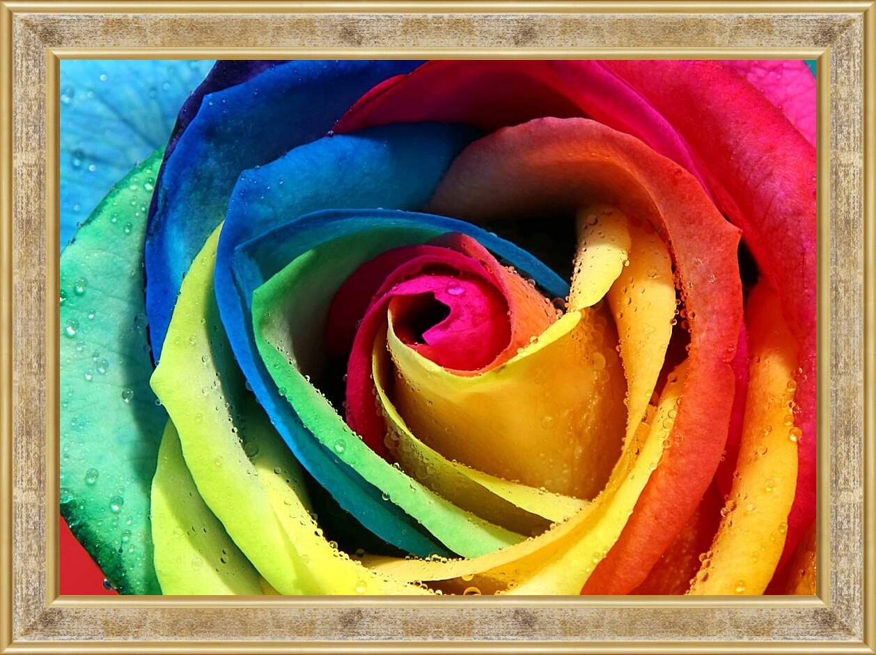 Картина в раме - Разноцветная роза