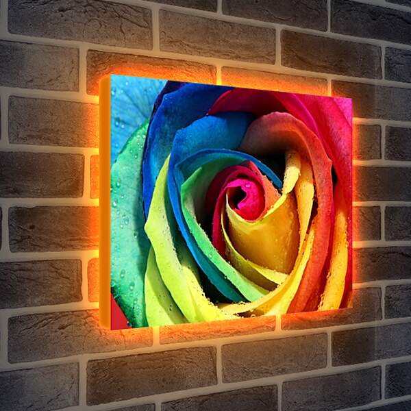 Лайтбокс световая панель - Разноцветная роза
