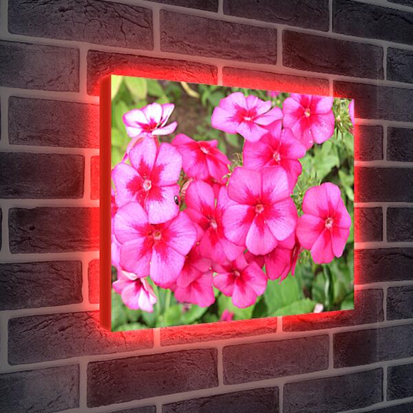 Лайтбокс световая панель - Дикие цветы