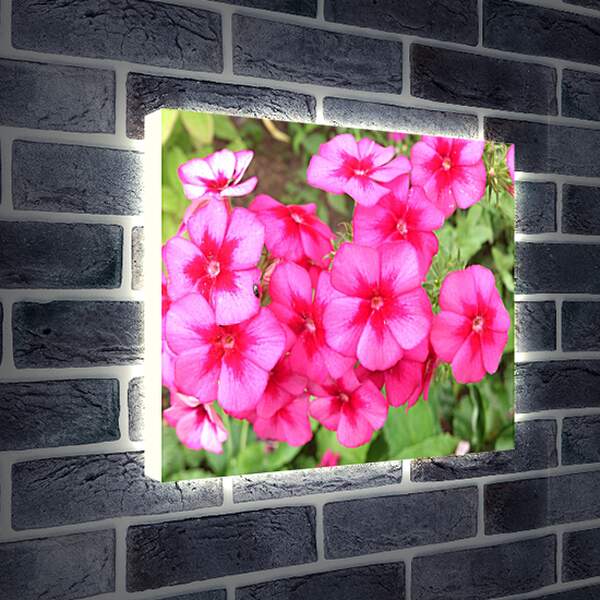 Лайтбокс световая панель - Дикие цветы