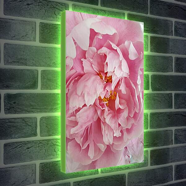 Лайтбокс световая панель - Пион розовый