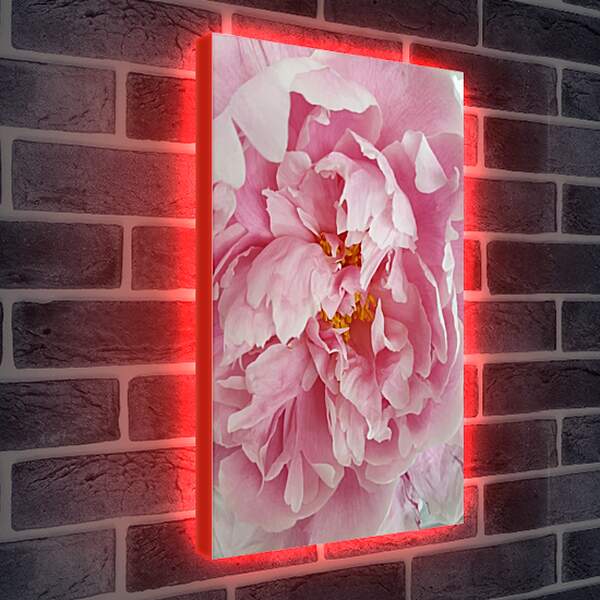Лайтбокс световая панель - Пион розовый