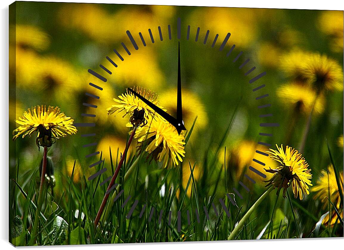 Часы картина - Поляна из жёлтых одуванчиков
