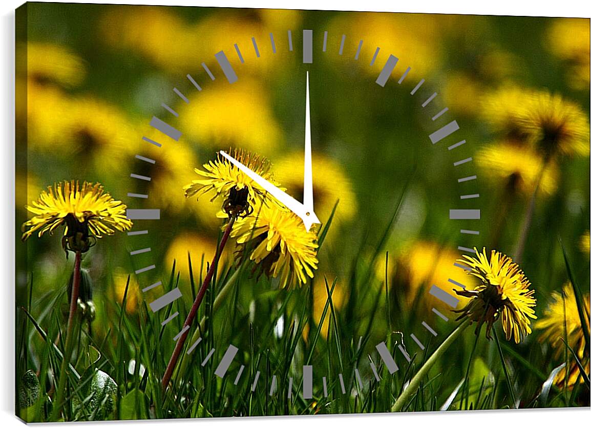 Часы картина - Поляна из жёлтых одуванчиков