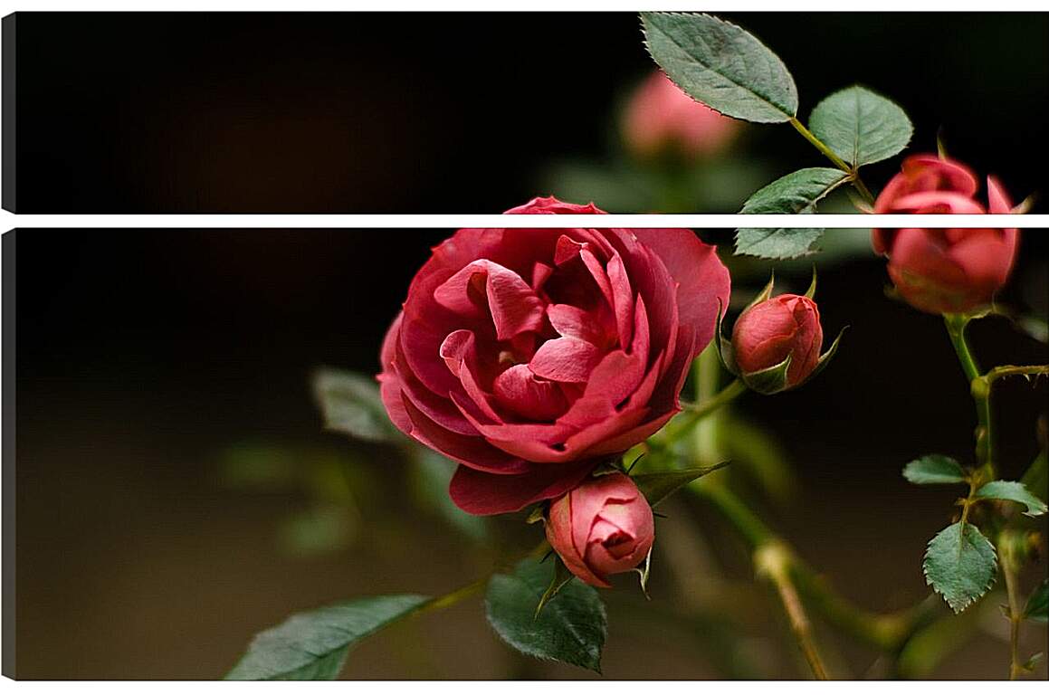 Модульная картина - Розы
