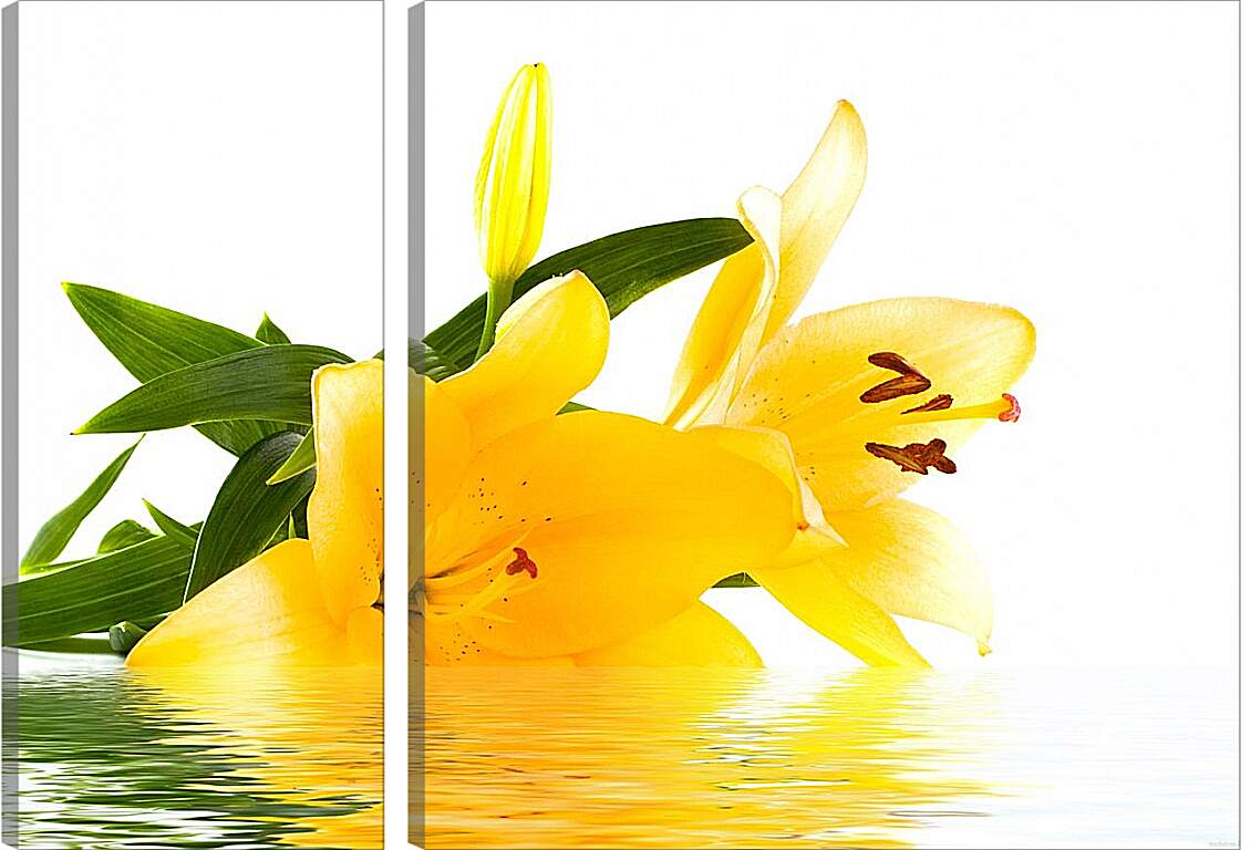 Модульная картина - Желтая лилия на воде