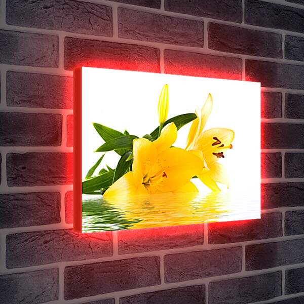 Лайтбокс световая панель - Желтая лилия на воде