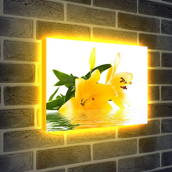 Лайтбокс световая панель - Желтая лилия на воде
