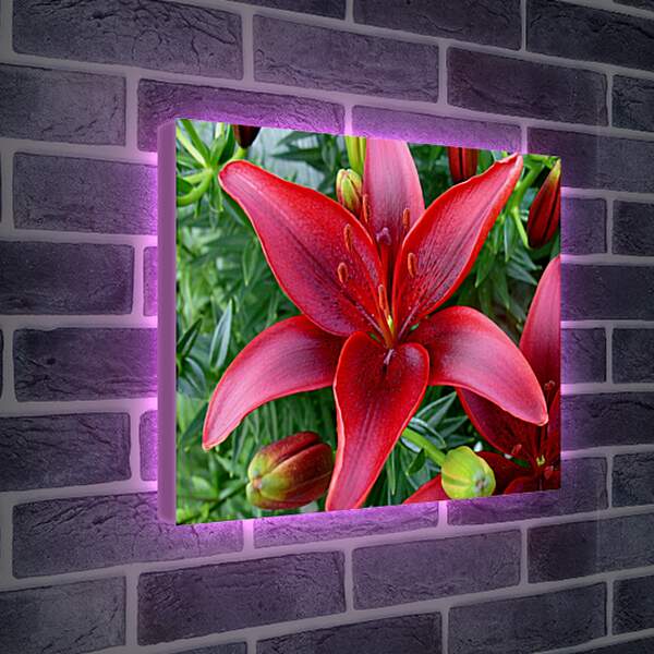 Лайтбокс световая панель - Красная лилия