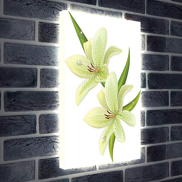 Лайтбокс световая панель - Белая лилия