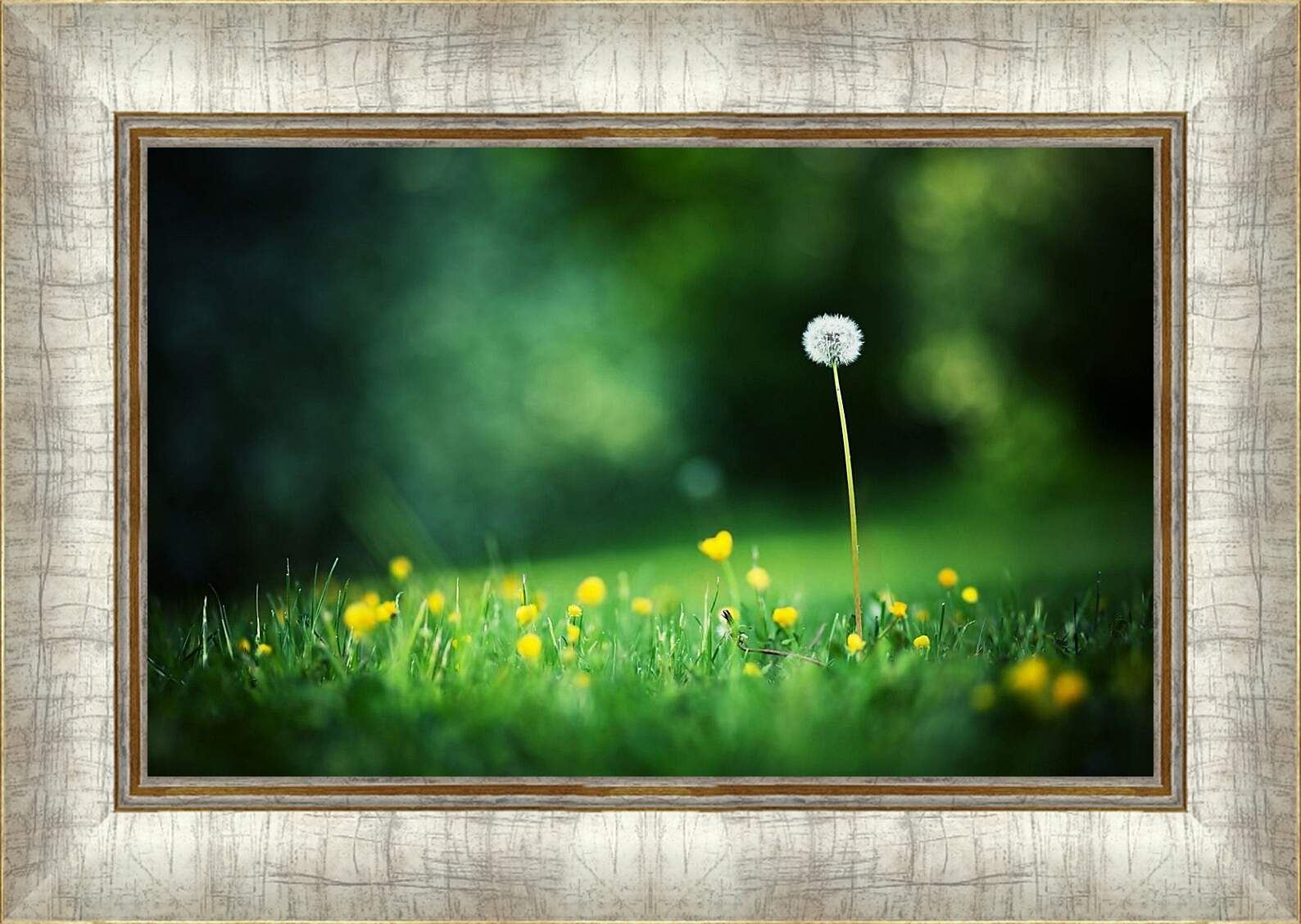 Картина в раме - Одинокий белый одуванчик на поляне