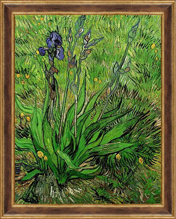 Картина в раме - The Iris. Винсент Ван Гог