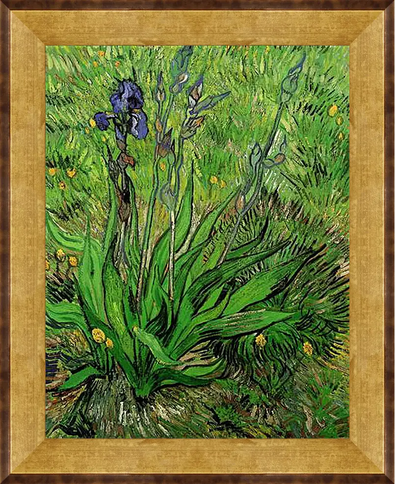 Картина в раме - The Iris. Винсент Ван Гог