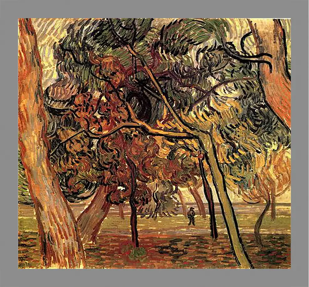 Картина в раме - Study of Pine Trees. Винсент Ван Гог