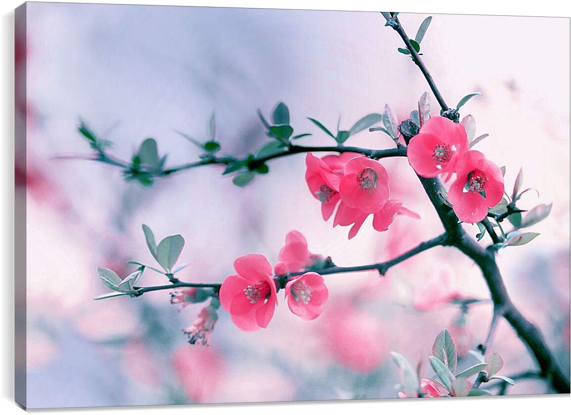 Постер и плакат - Цветы вишни