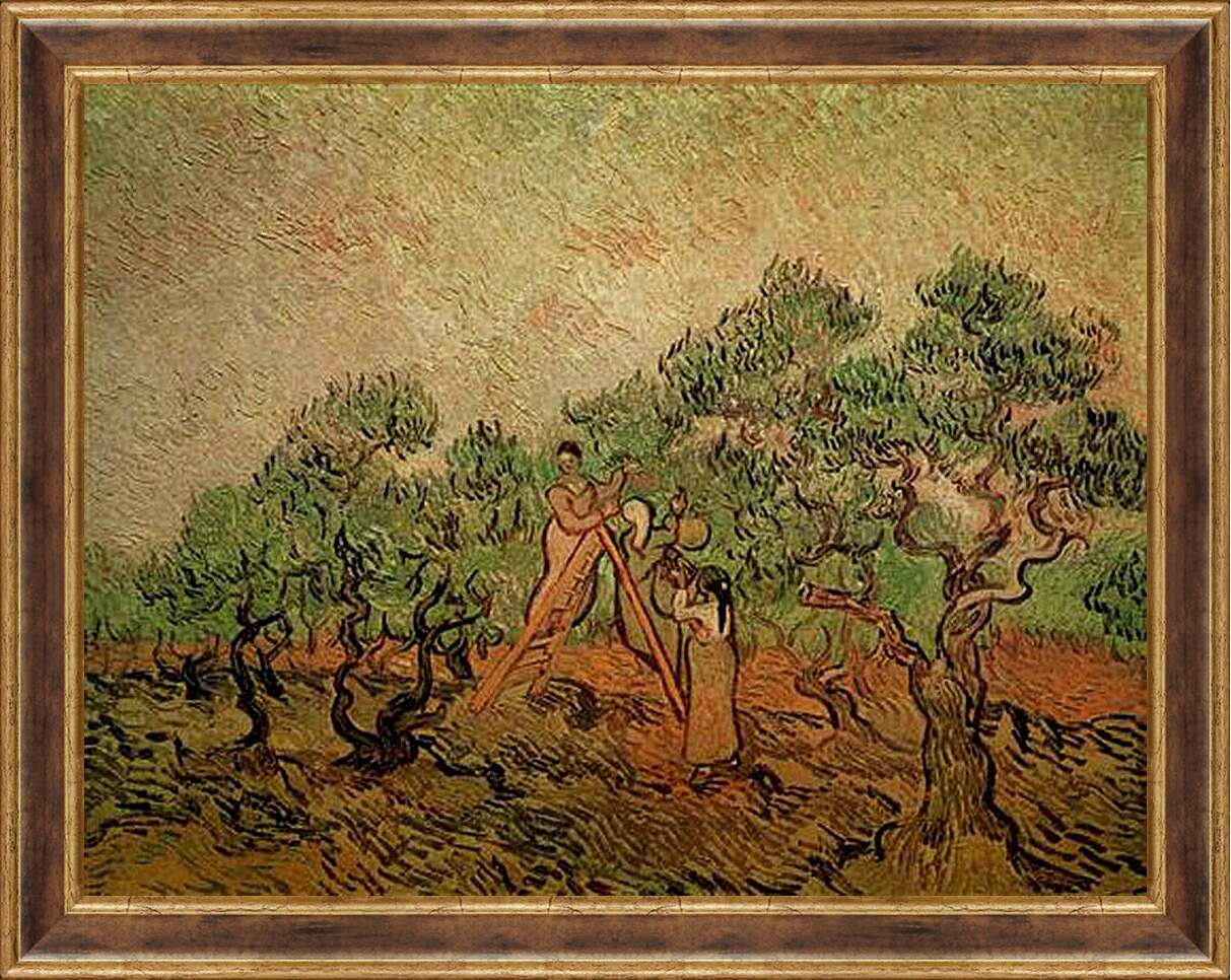 Картина в раме - Olive Picking 3. Винсент Ван Гог