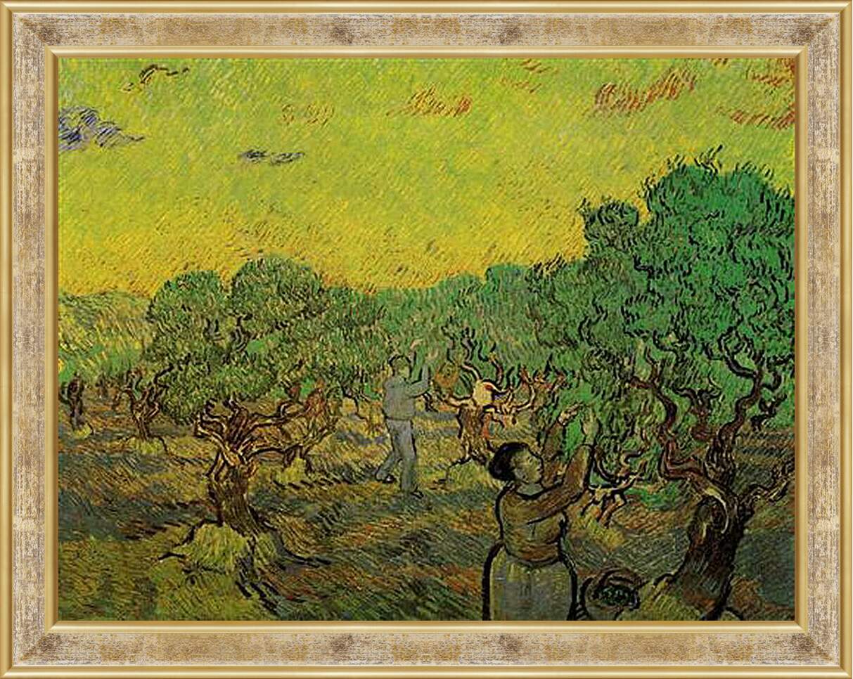 Картина в раме - Olive Grove with Picking Figures. Винсент Ван Гог