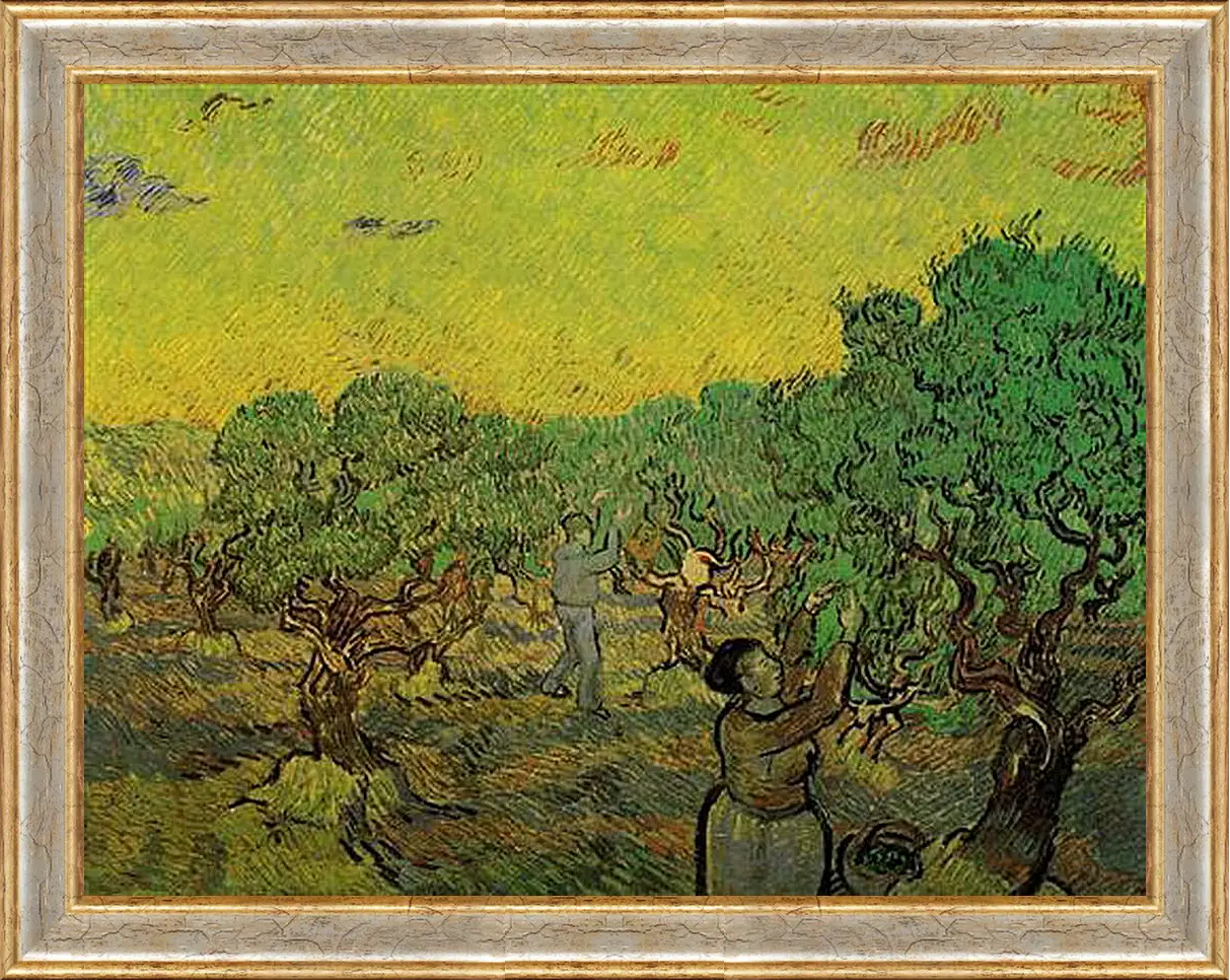 Картина в раме - Olive Grove with Picking Figures. Винсент Ван Гог