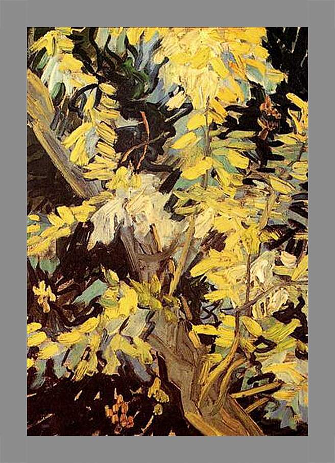 Картина в раме - Blossoming Acacia Branches. Винсент Ван Гог