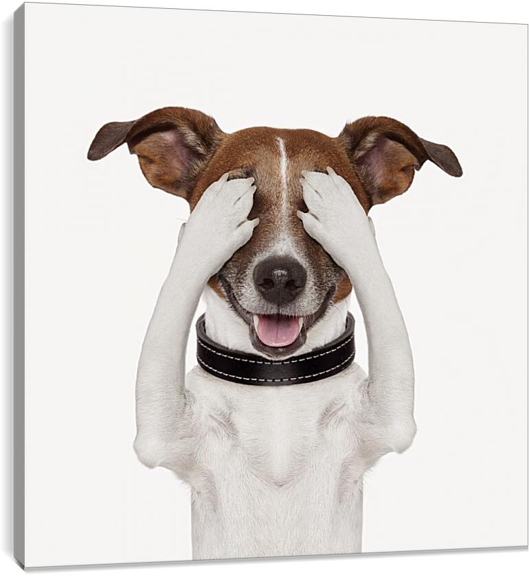 Постер и плакат - Собака закрыла глаза