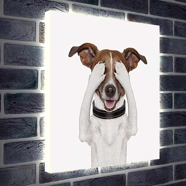 Лайтбокс световая панель - Собака закрыла глаза