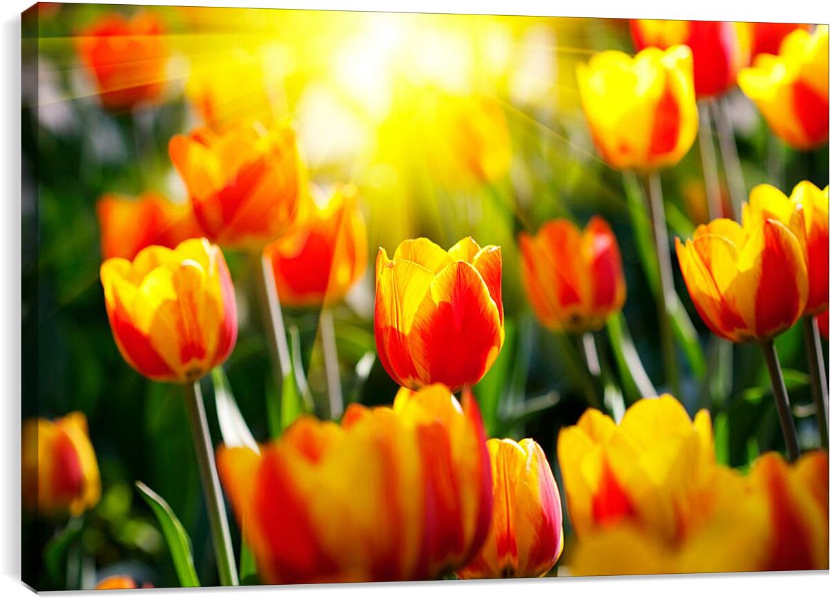 Постер и плакат - Тюльпаны на солнце