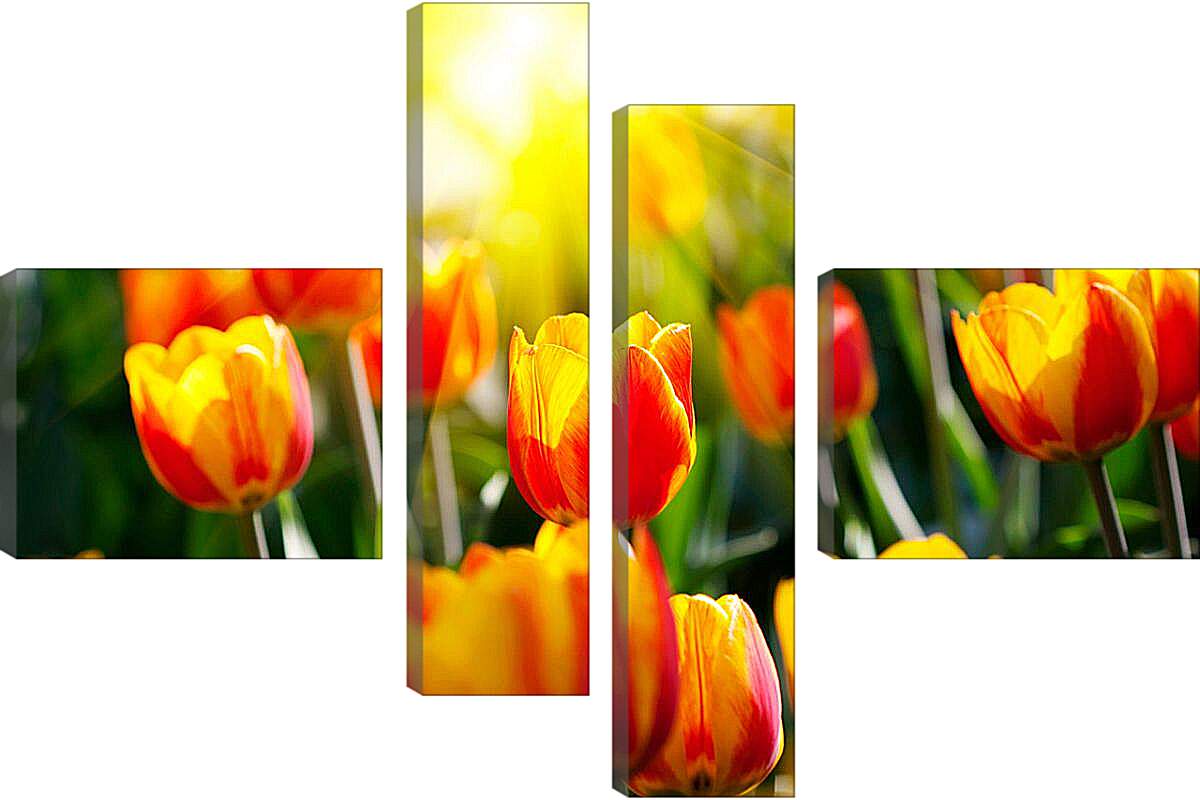Модульная картина - Тюльпаны на солнце