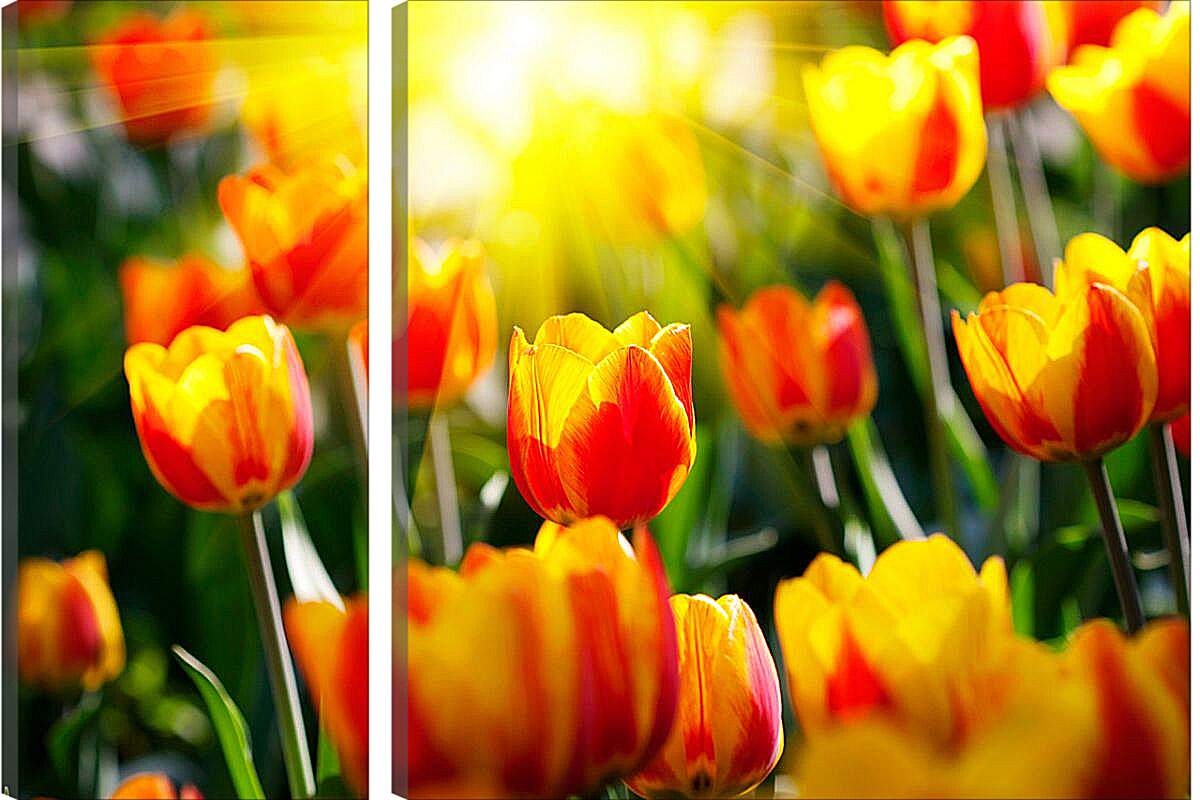 Модульная картина - Тюльпаны на солнце