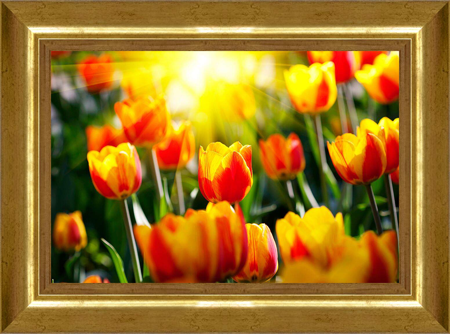 Картина в раме - Тюльпаны на солнце