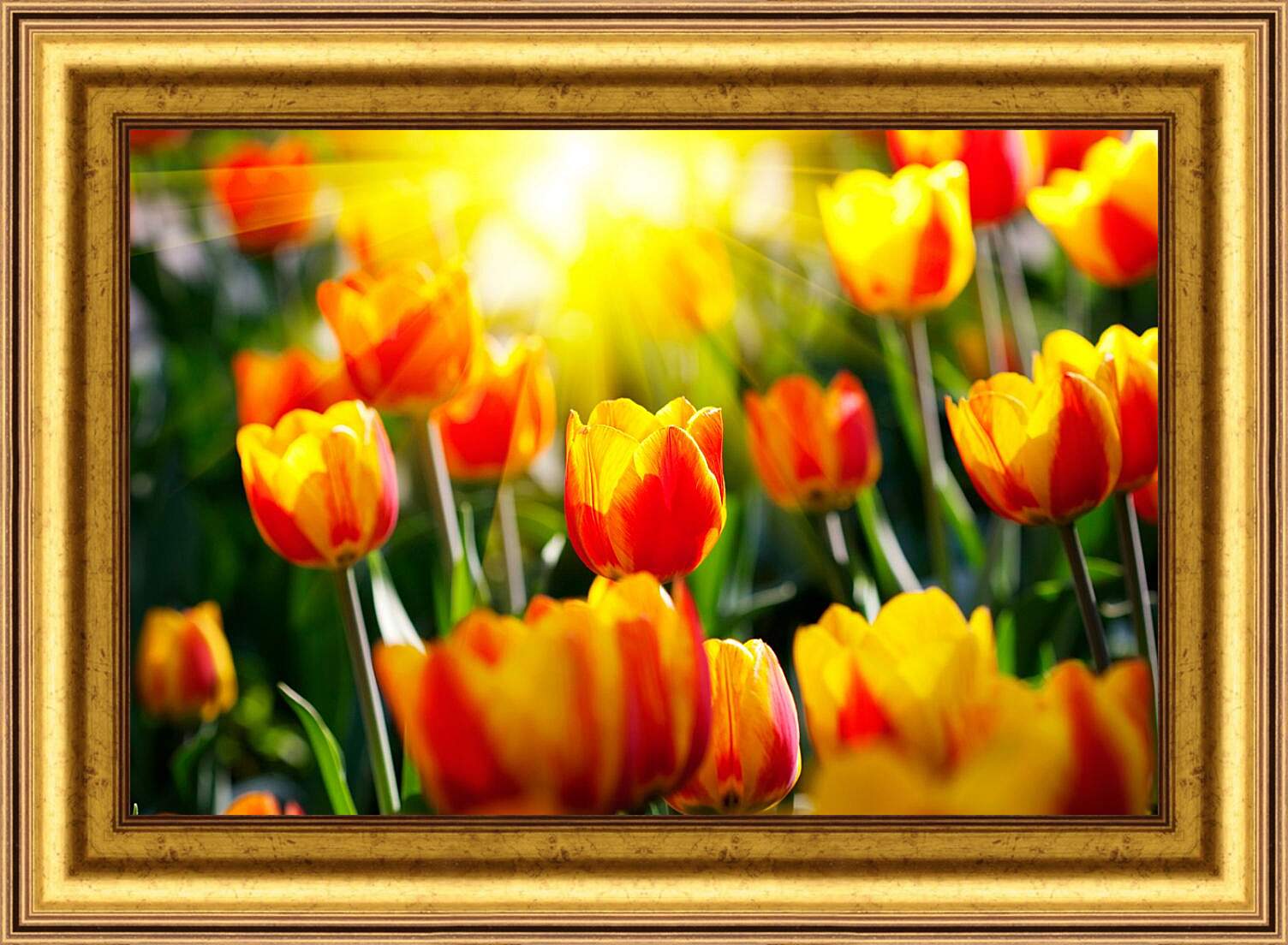 Картина в раме - Тюльпаны на солнце