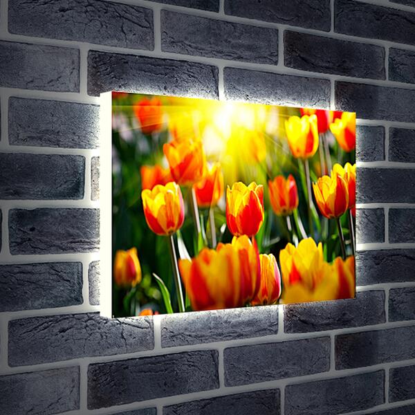 Лайтбокс световая панель - Тюльпаны на солнце