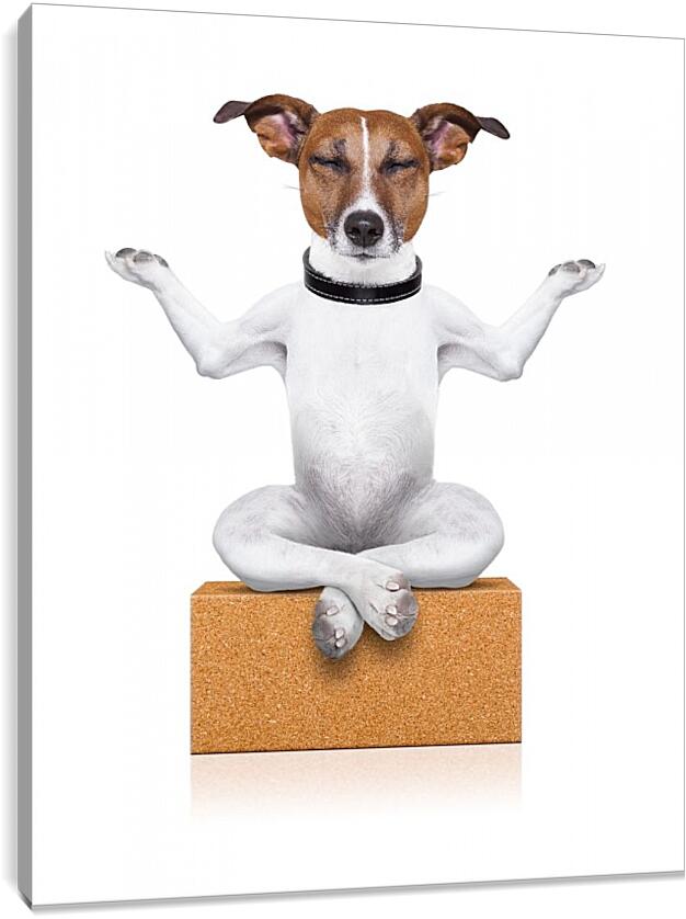Постер и плакат - Собака медитирует