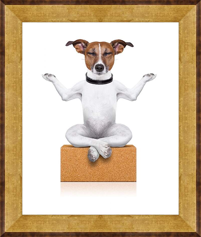 Картина в раме - Собака медитирует