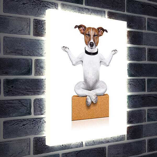 Лайтбокс световая панель - Собака медитирует