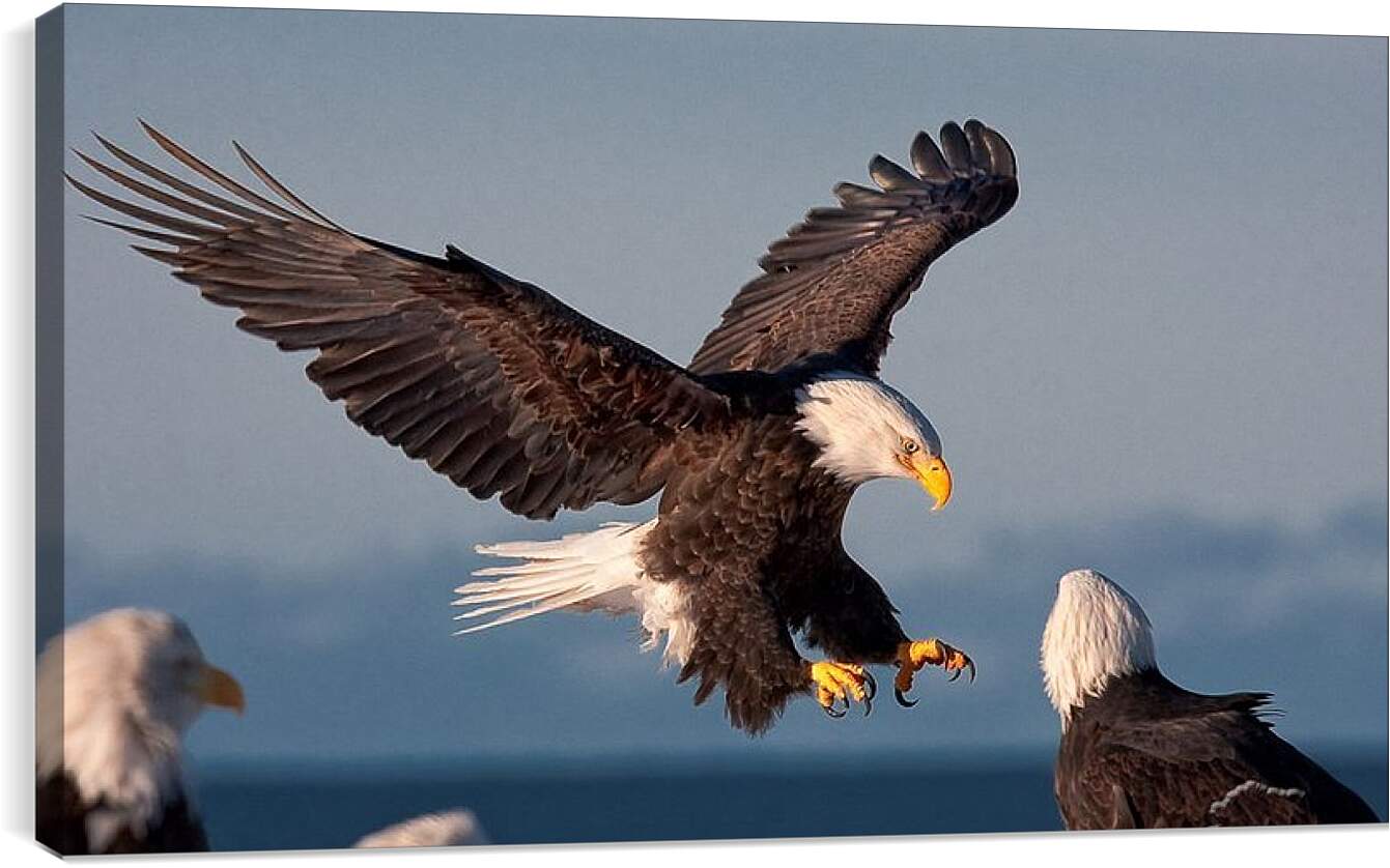 Eagle bird. Белоголовый Орлан США. Символ Америки белоголовый Орлан. Белоголовый Орлан среда обитания. Белоголовый Орлан в полете.