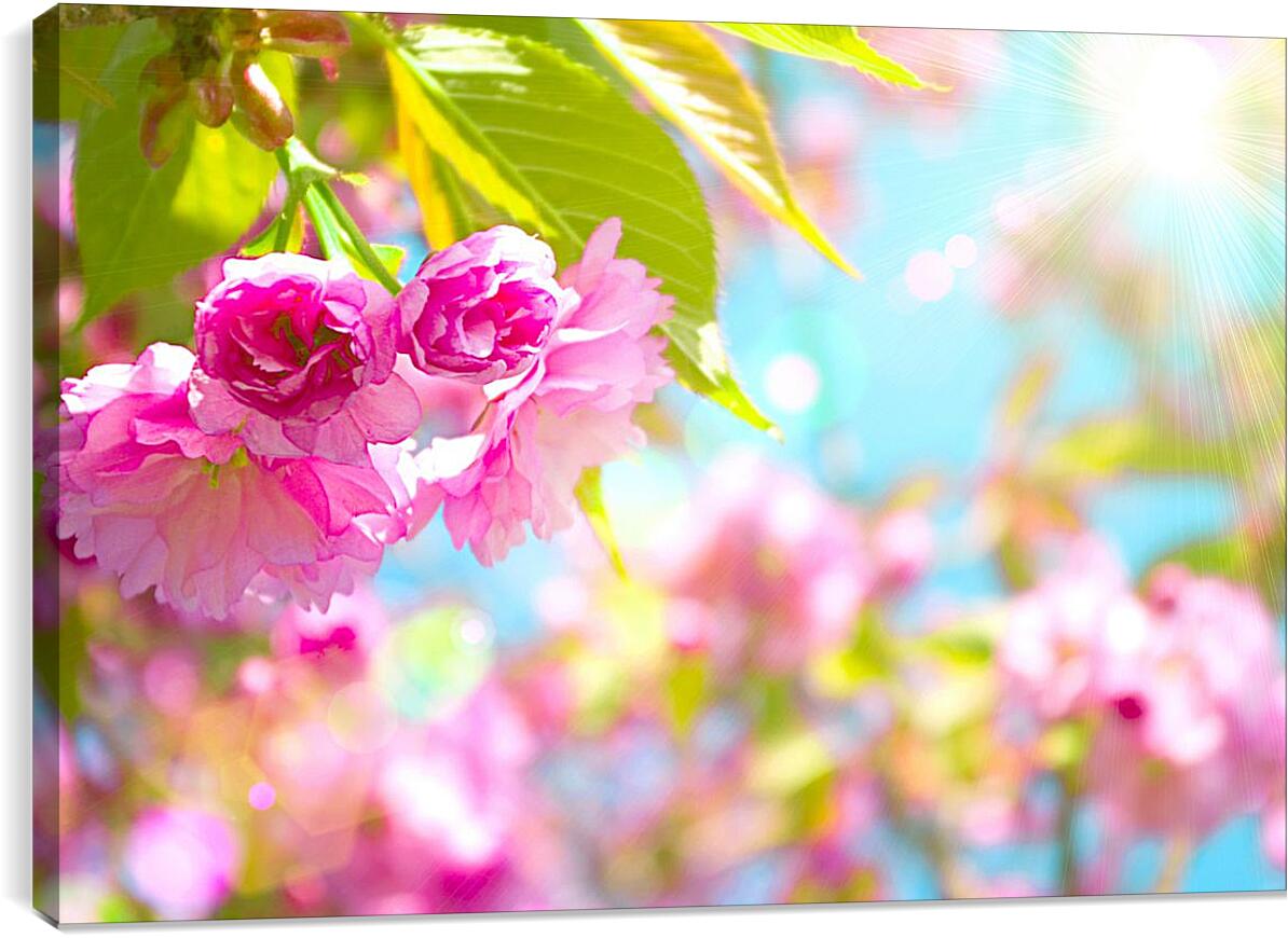 Постер и плакат - Розовые цветы и солнце