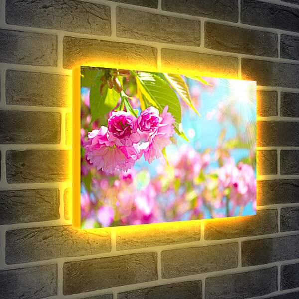 Лайтбокс световая панель - Розовые цветы и солнце