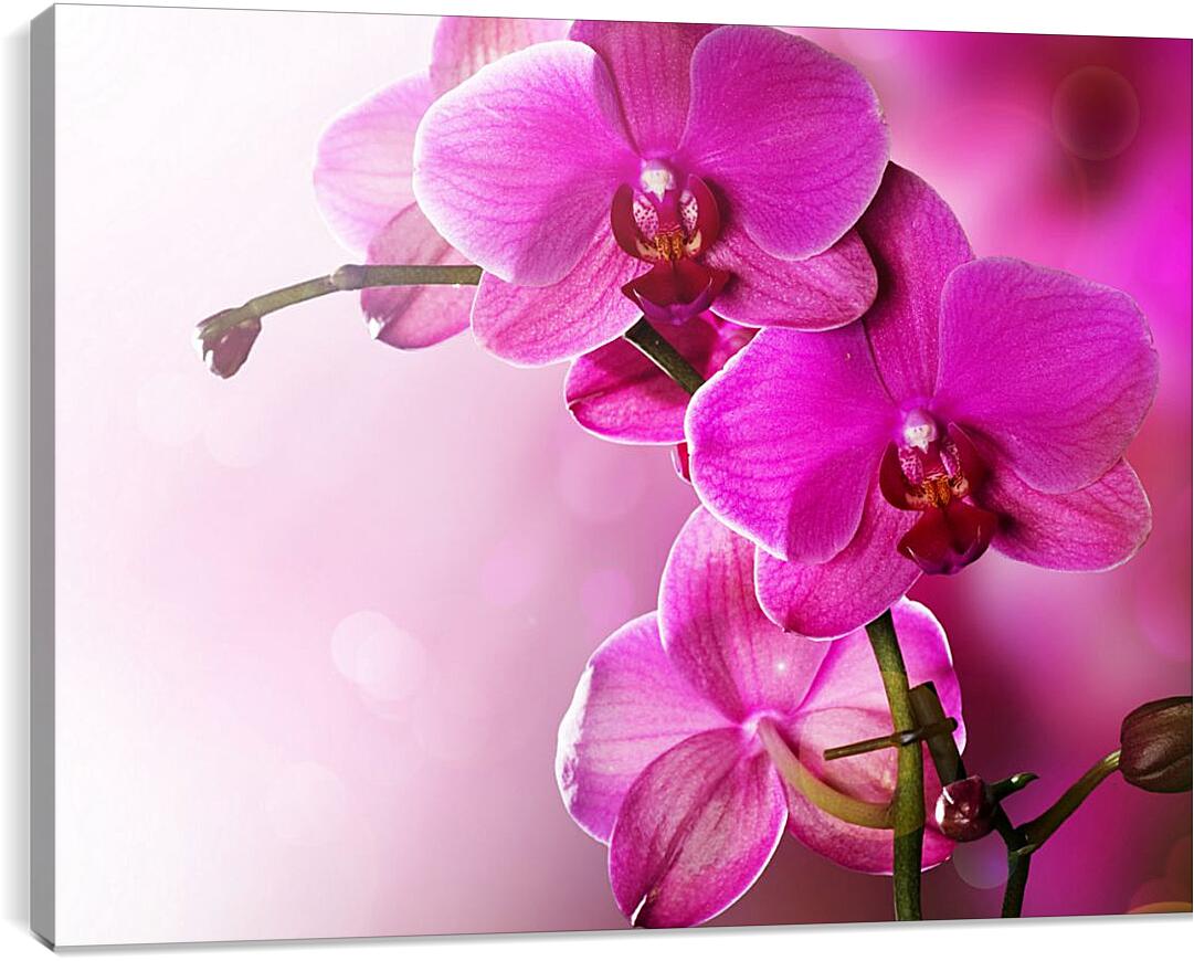 Постер и плакат - Розовая орхидея
